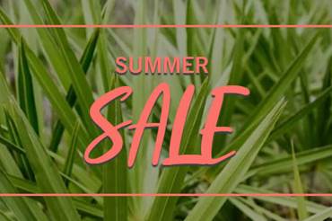 Book a Holiday! Enjoy 50% off NOW!