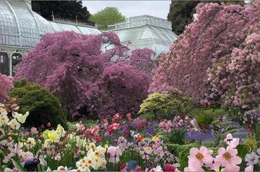 Blossoms and Blooms in Kew Gardens