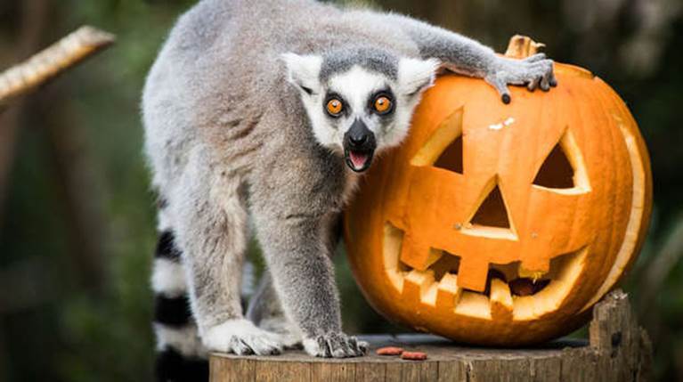Halloween HalfTerm At London Zoo ZSL London Zoo