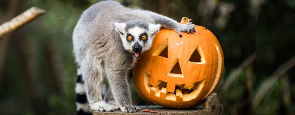 Halloween Half-Term at London Zoo