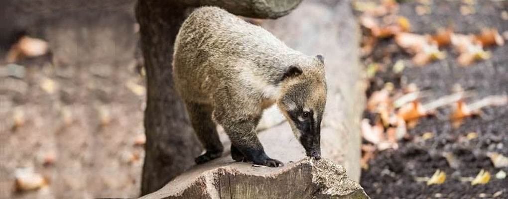 Animal Adventure at London Zoo