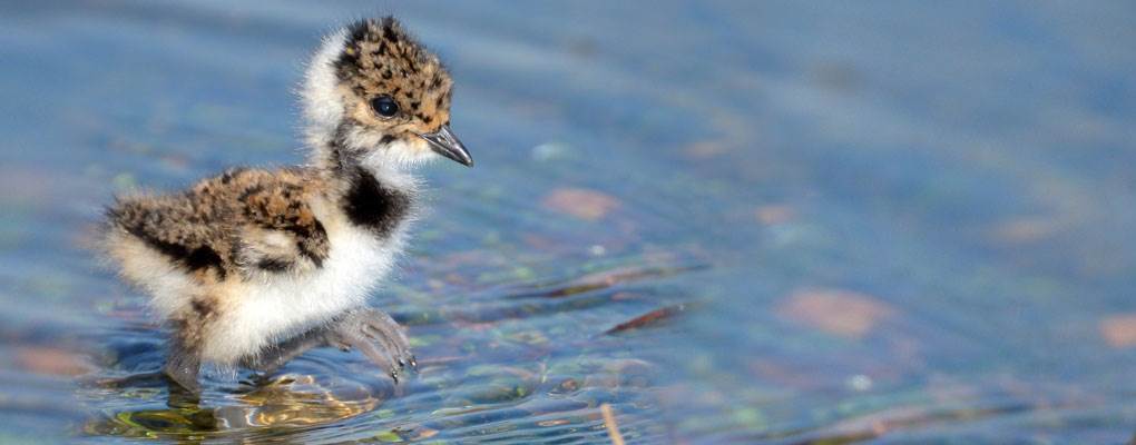 Celebrate Spring in London 