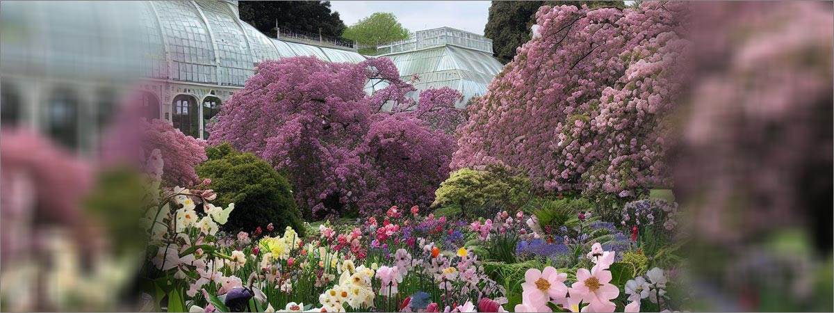 Blossoms and Blooms in Kew Gardens